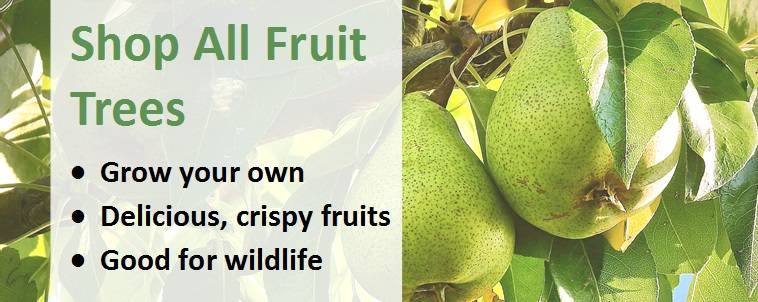 Shop All Fruit Trees Banner 2